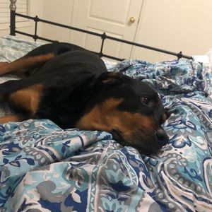 Meet your Posher, Shbina